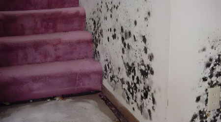 Black Mold Remediation in Edison, Bridgewater & East Brunswick