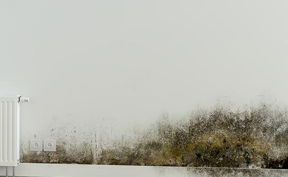 Close-up view of black mold on wall