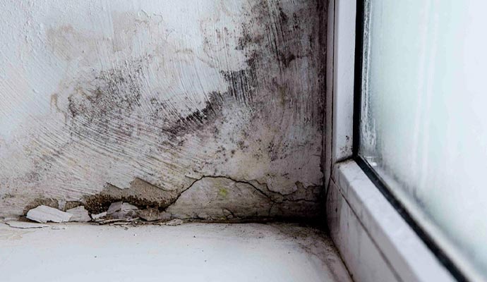 Visible black mold on damaged wall