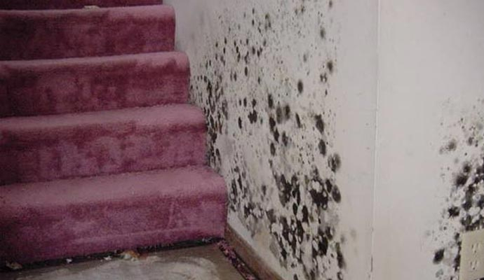 Mold damaged wall