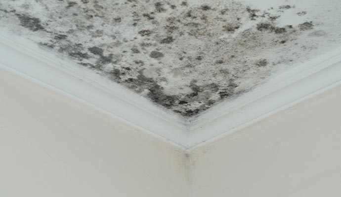 black mold on the ceiling