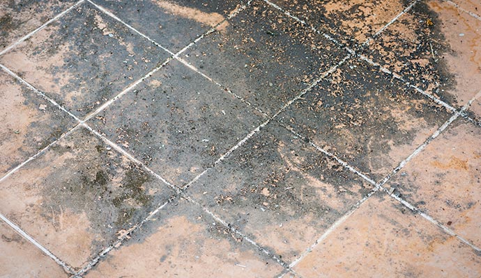 black mold on the tile floor