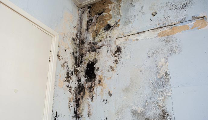 Structural Mold Removal Services in Edison & Bridgewater