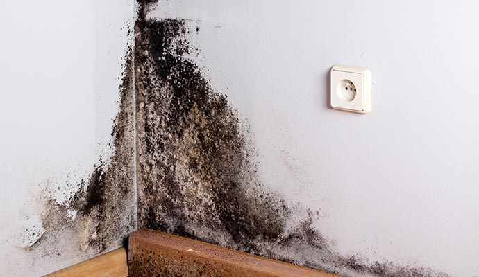 black mold on the wall