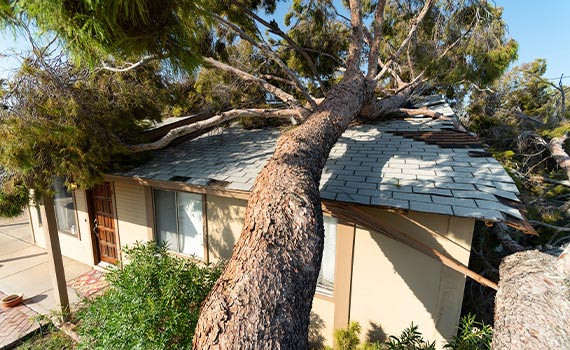 A tree is lying on the roof of the house