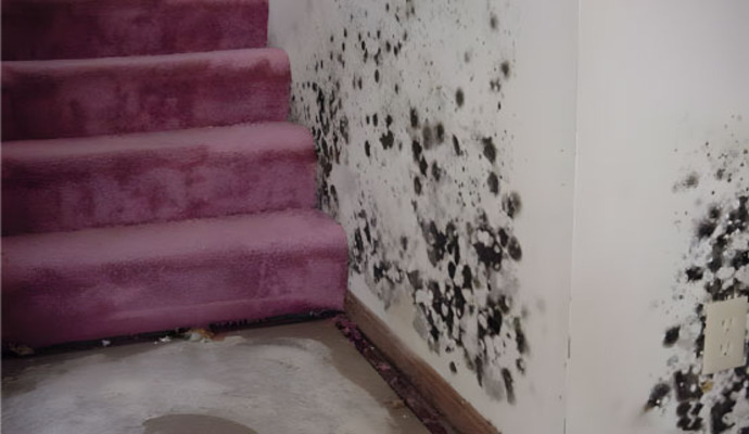 Visible black mold on wall