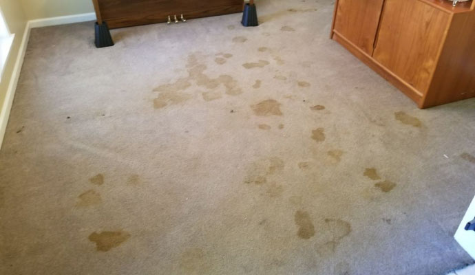 Carpet Water Damage Restoration in Edison & Bridgewater